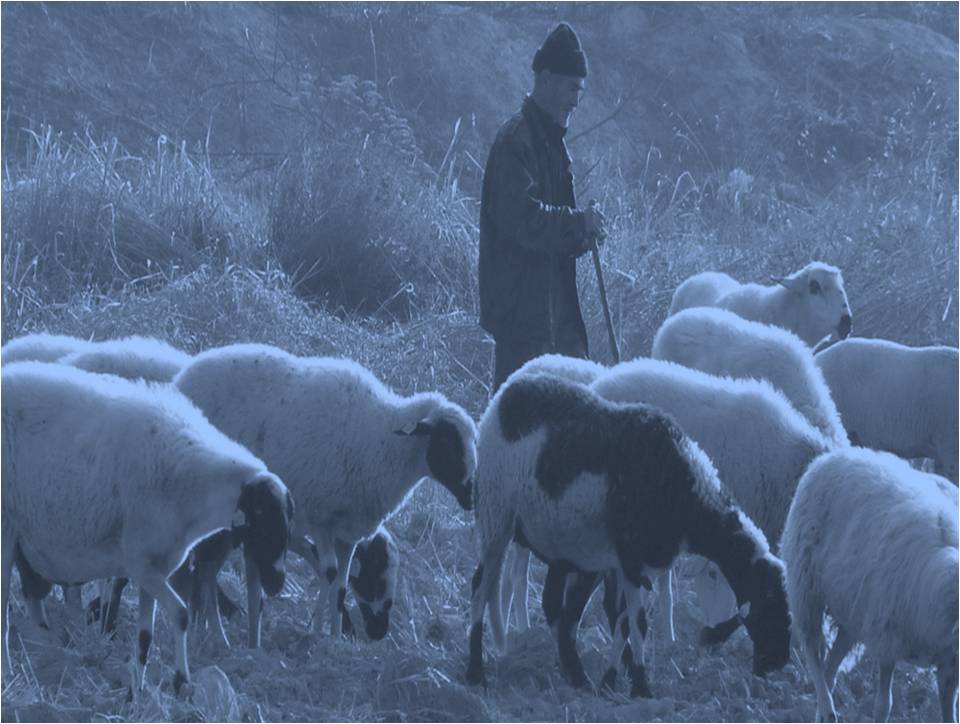 shepherd